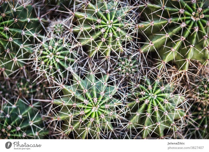 Natürlicher Kaktus-Hintergrund Natur Pflanze grün Wiederholung abstrakt Garten Naturalismus gelb-grün stechend Muster Unschärfe Detailaufnahme überlappend