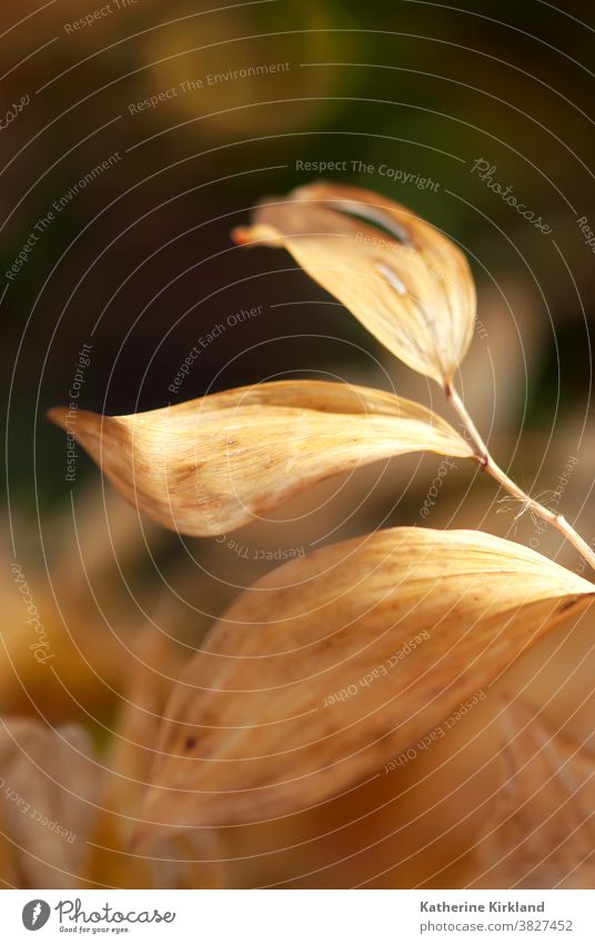 Getrocknetes braunes Blatt orange Nahaufnahme Makro Blätter Laubwerk abstrakt Saison saisonbedingt fallen Herbst Pflanze Textur Kurve Locken gekrümmt gelockt