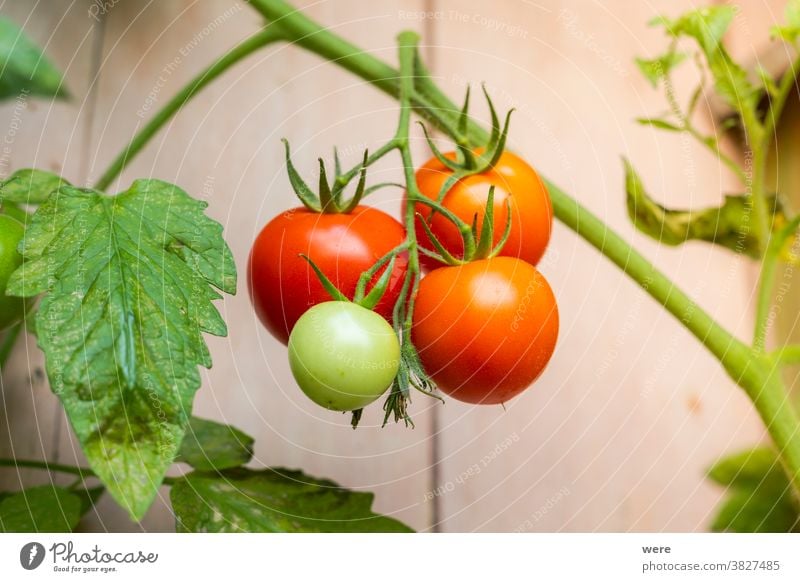Reife Tomaten hängen an einer Tomatenpflanze Textfreiraum Landwirt Blumen Lebensmittel Frucht Obstanbau Garten Gartenarbeit Natur niemand Bio-Lebensmittel