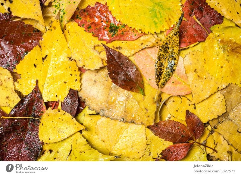 Farbenfroher Herbsthintergrund Blatt Natur fallen Rahmen gelb Hintergrund braun rot grün Saison Textur Design natürlich September Tapete niemand Pflanze