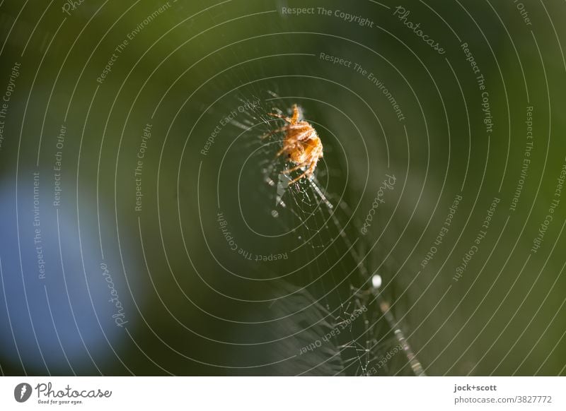 Spinne im Netz auf Beutefang Spinnennetz Natur Insekt Tierwelt bewegungslos Konstruktion Kreuzspinne Wachsamkeit warten Falle Tierverhalten Mittelpunkt