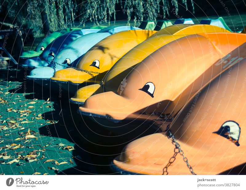 bunte Tretboote vor ihrem Winterschlaf Wasserfahrzeug Herbst Laub trocken Lagerung Augen Comic herbstlich angekettet Delphine Jahreszeit Steg Anlegestelle