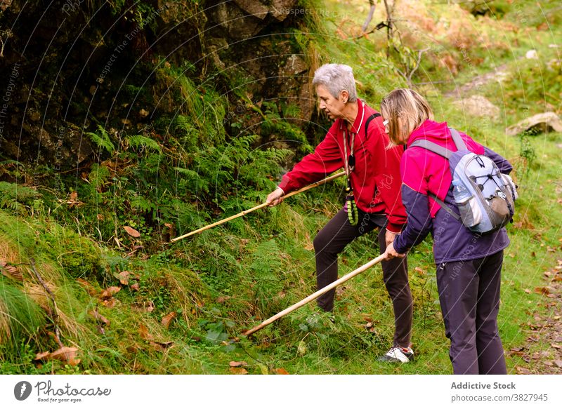 Freundinnen mit Trekkingstöcken auf der Suche nach Pilzen in den Bergen Trekker suchen Mast Natur erkunden Berge u. Gebirge Hochland reisen Frauen Wanderer