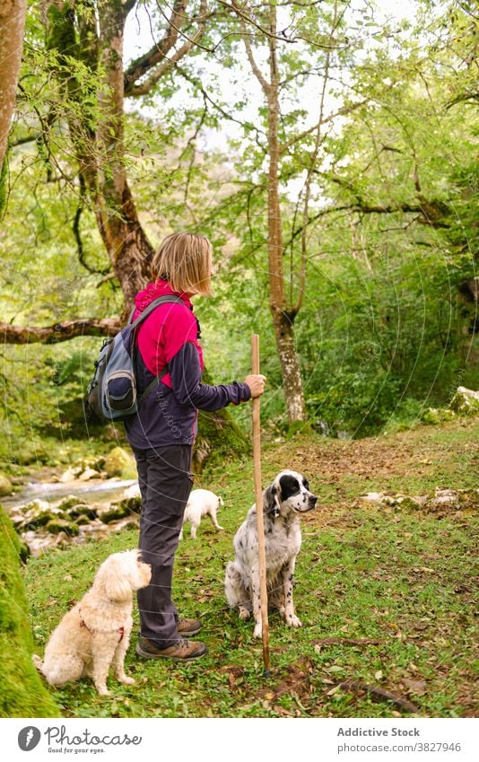 Anonymer Wanderer mit Hunden auf Rasenfläche Wiese Fernweh erkunden Natur Begleiter Grün Mast Frau Trekker vegetieren Rucksack Ausflug Reisender Baum reisen