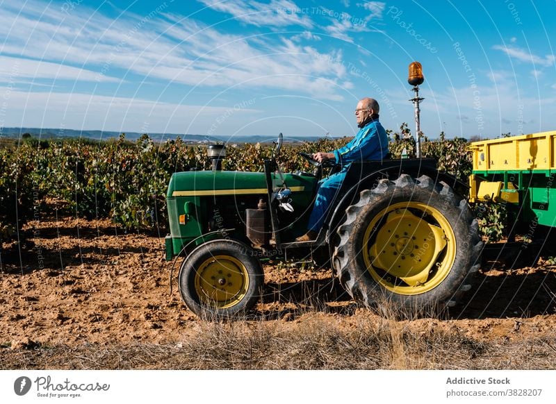 Winzer fährt Gartentraktor in den Weinbergen im Sommer Laufwerk Traktor Gartenbau kultivieren Fahrzeug Bauernhof Blauer Himmel Mann Brille Gärtner Ernte