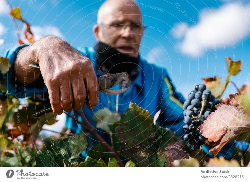 Winzer beim Sammeln von Trauben mit der Gartenschere im Weinberg pflücken Beschneidung Schere kultivieren Ernte Frucht Landschaft Mann geschnitten Blauer Himmel