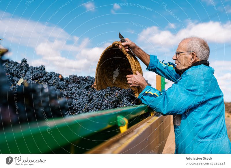 Winzer männlich sammeln süße Trauben im Weinberg abholen Ernte Überfluss kultivieren Korb Landschaft Mann Gartenbau Frucht besetzen Haufen Blauer Himmel wolkig