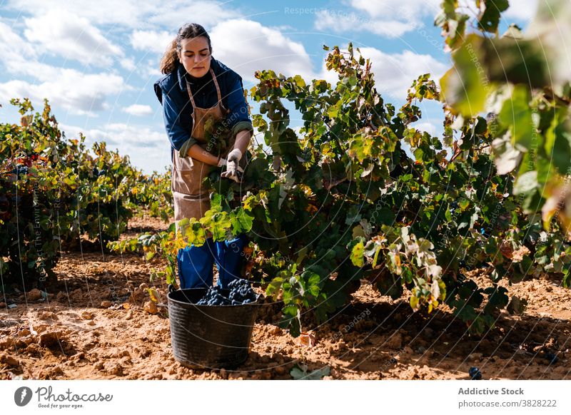 Weibliche Gärtnerin sammelt Trauben von Rebstöcken auf dem Lande pflücken Wein Gartenbau kultivieren Eimer Ernte Landschaft Frau Winzer abholen