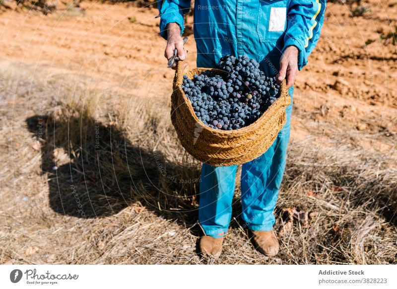 Anonymer Winzer mit Korb mit Trauben im Weinberg unter Himmel Gartenbau kultivieren Frucht Ernte Blauer Himmel Mann wolkig Spaziergang reif lecker geschmackvoll