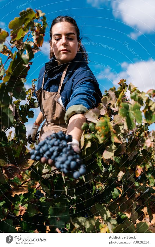 Weibliche Gärtnerin sammelt Trauben von Rebstöcken auf dem Lande pflücken Wein Gartenbau kultivieren Eimer Ernte Landschaft Frau Winzer abholen
