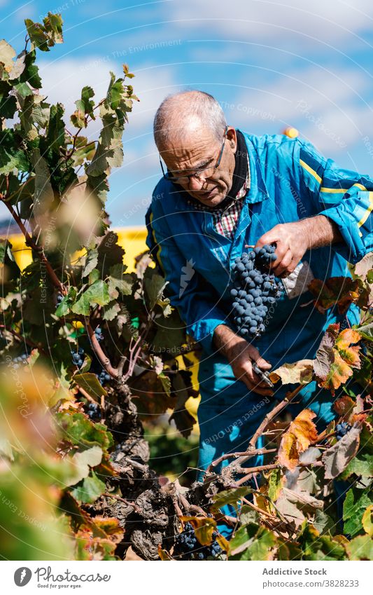Winzer beim Sammeln von Trauben mit der Gartenschere im Weinberg pflücken Beschneidung Schere kultivieren Ernte Frucht Landschaft Mann geschnitten Blauer Himmel