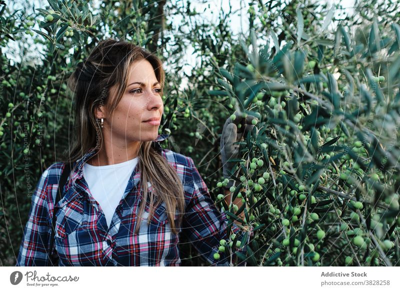 Frau erntet Oliven auf dem Bauernhof Landwirt oliv Ernte pflücken abholen Schonung Ackerbau Baum ländlich Pflanze Erwachsener Kleinunternehmen Besitzer Arbeit