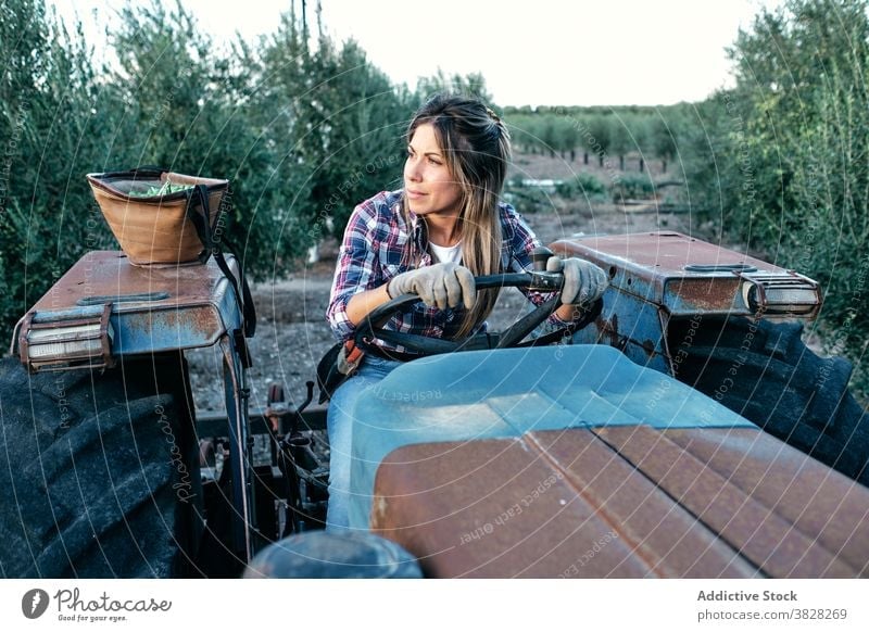 Bäuerin mit Traktor auf Olivenplantage Landwirt oliv Schonung Ernte Maschine Frau Ackerbau ländlich Pflanze Bauernhof zufrieden Erwachsener Kleinunternehmen