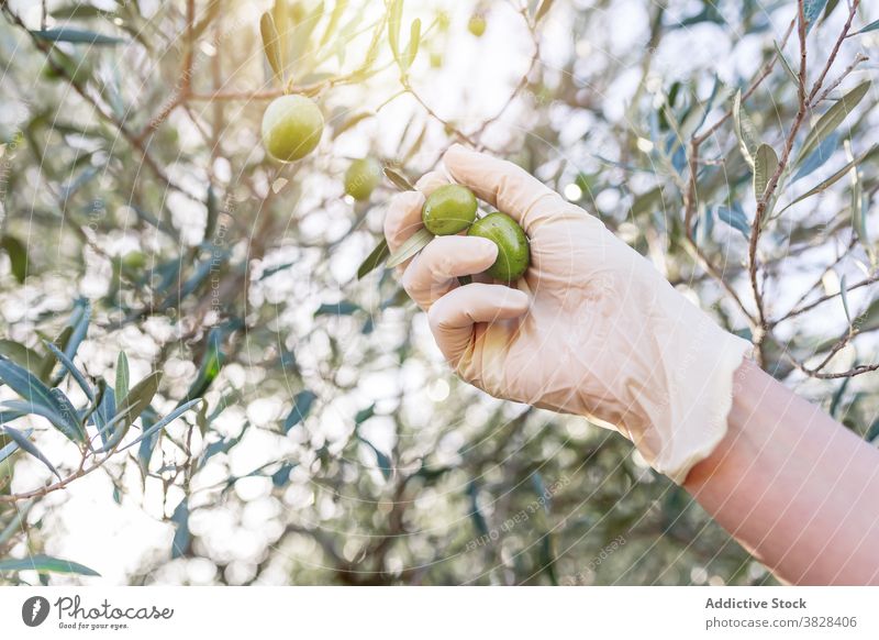 Landwirt erntet frische Früchte vom Baum pflücken oliv Ackerbau Ernte Frucht Ast Garten roh Bauernhof kultivieren ländlich grün organisch reif Wachstum Natur