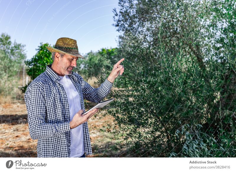 Älterer Mann mit Tablette während der Ernte im Garten Landwirt Punkt Baum benutzend Pflanze Ackerbau Bauernhof männlich Agronomie Landschaft Beruf Feld Wachstum