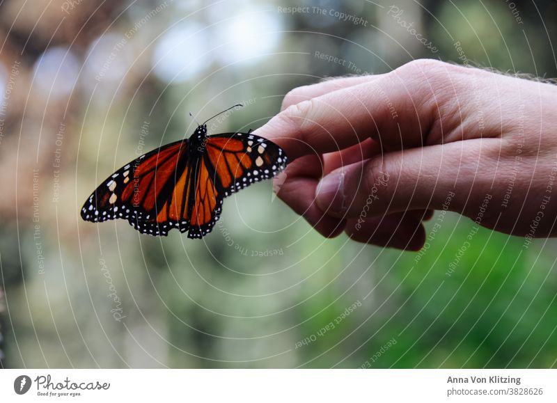 Monarchenfalter - Schmetterling orange Hand Nahaufnahme Natur Mensch und Tier Tiefenunschärfe grün Naturschutzgebiet Mexiko bunt Neugier klein Zeigefinger
