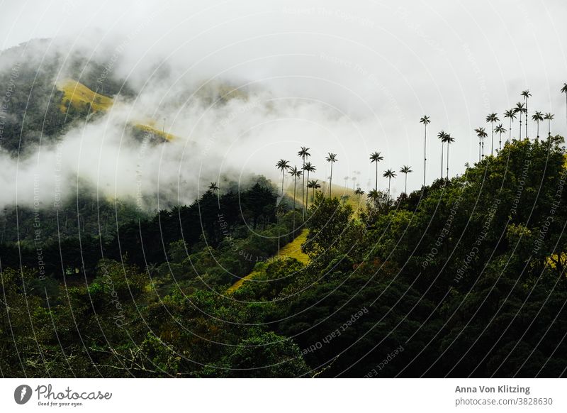 Palmen und Wolken grün Hügel saftiges grün Urwald Berge Nationalpark Kolumbien cocora valley jungle Natur Wiese Wald Südamerika America Latina Bäume Gipfel