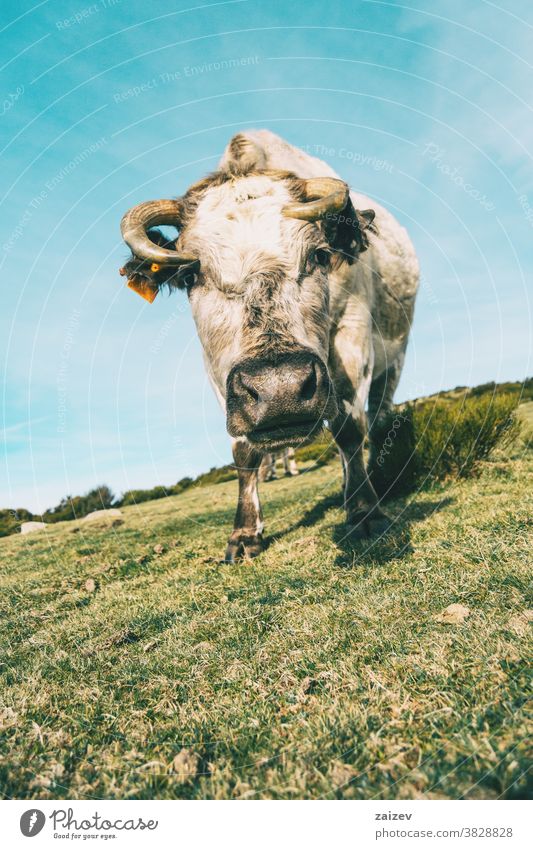 Nahaufnahme-Porträt einer weißen Kuh, die in die Kamera schaut Weide Wiese Tier Wirbeltier Säugetier Viehzucht Tierhaltung Tierzucht Rind Bestien ländlich