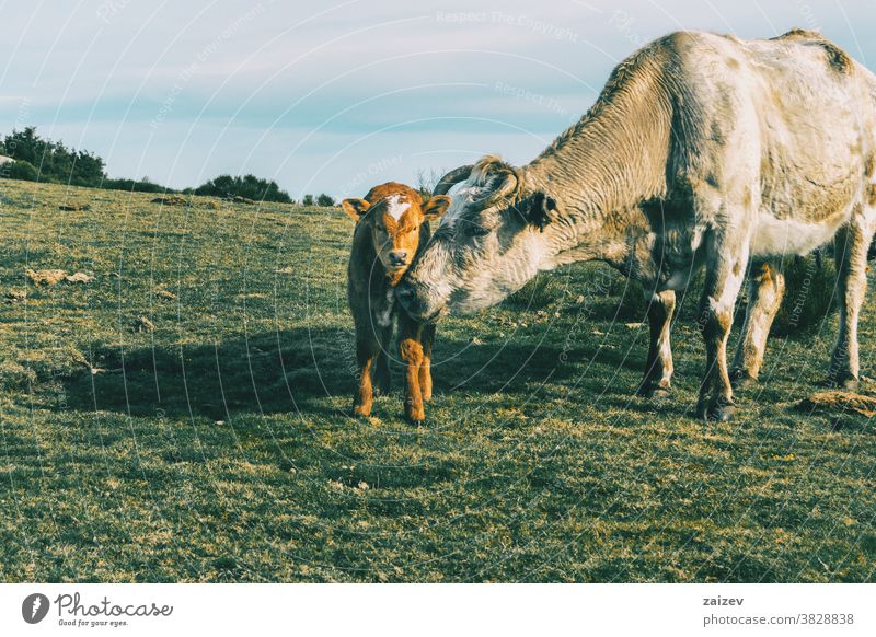 Porträt einer Kuh, die ihr Kälbchen schützt und in die Kamera schaut Wade Mutter Kinder Pflege Aufmerksamkeit Liebe Mutterliebe Zusammensein Zuneigung Wärme