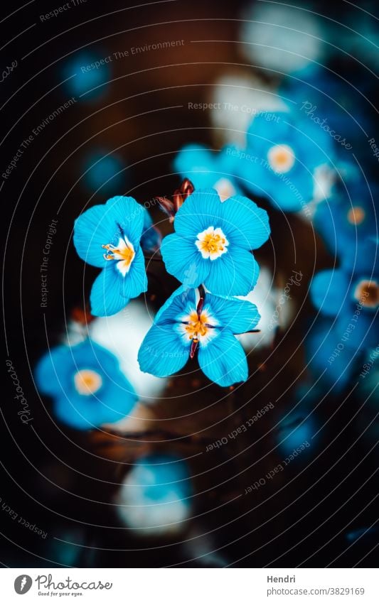 Blaue Blume - Nahaufnahme - Makro blaue Blume Frühling Pflanze Natur Frühlingsblume grün Blühend Garten Blüte Sommer Blumenwiese Wiese Feld Frühlingswiese Sonne