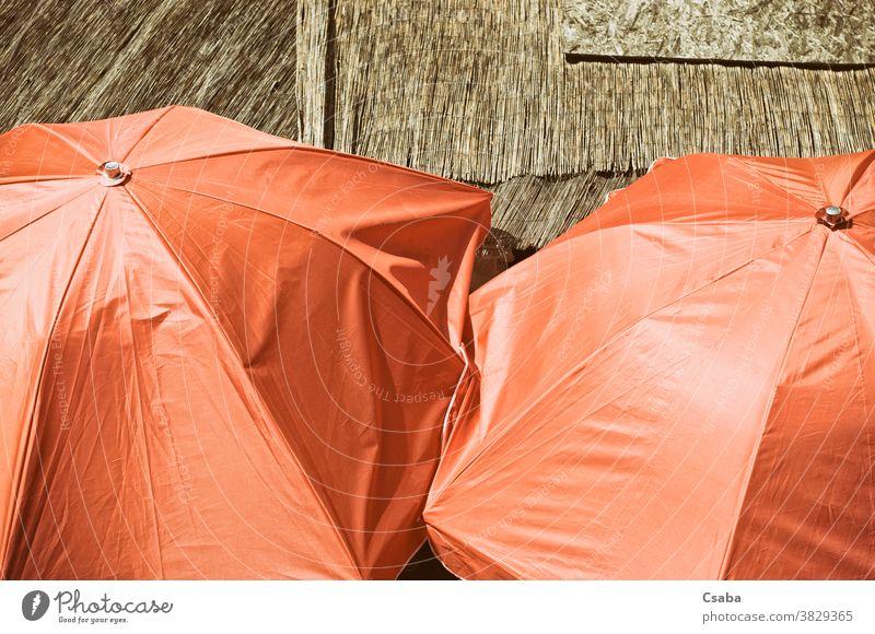 Hochwinkelansicht orangefarbener Schirme Regenschirm Sonnenschirm offen farbenfroh Objekt Nahaufnahme Farbe sonnig im Freien Schutz schützend Sommer farbig