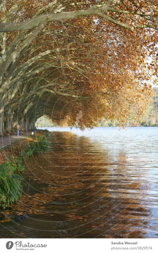 Platanen am See Herbst autumn Baldeneysee Essen Laub Herbstlaub Bäume goldener Herbst Tunnel Tunnelblick Romantik Herbststimmung Gemütlichkeit goldbraun Natur