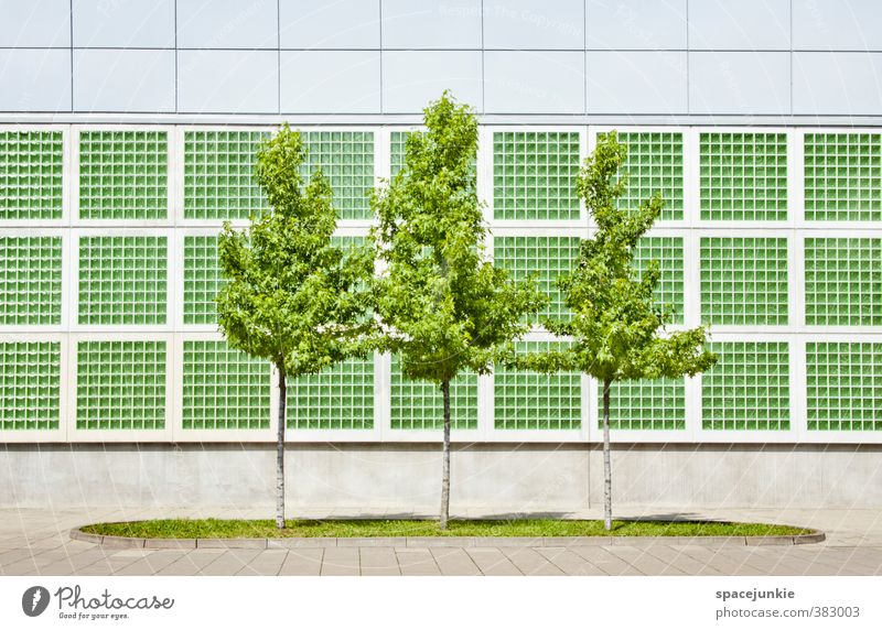 Green Trees Umwelt Natur Sommer Schönes Wetter Baum Gras Grünpflanze Stadtzentrum Menschenleer Haus Architektur Mauer Wand Fassade modern gelb grün Ordnung 3