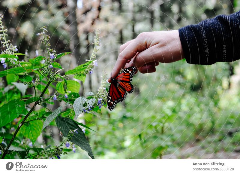 Monarchenfalter schmetterling orange Hand pflanzen Wald Zeigefinger Naturphänomene Mexiko morelia Mensch und Tier Flügel Naturwunder Mittelamerika