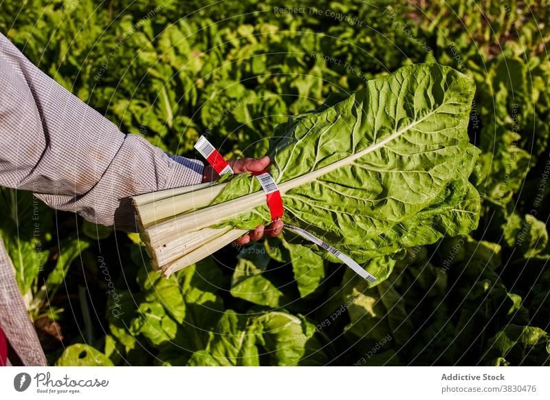 Landwirt mit Strauß Grünzeug auf dem Lande Haufen Salat Bauernhof Mann Schonung Ernte pflücken abholen Landschaft männlich reif Pflanze frisch Sommer
