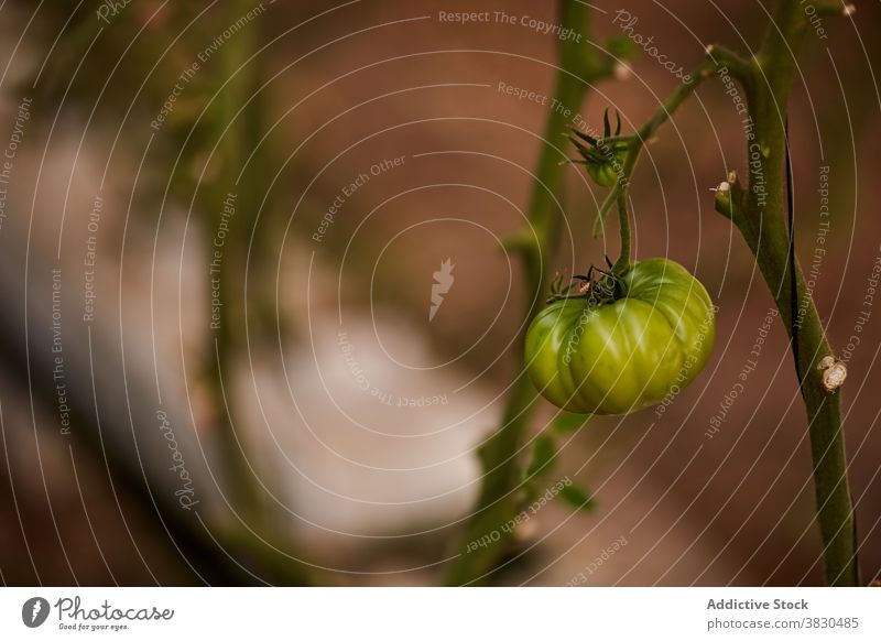 Grüne Tomaten wachsen auf dem Bauernhof Gewächshaus unreif Wachstum Gemüse grün lecker Landschaft Ackerbau organisch Pflanze Lebensmittel Schonung ländlich