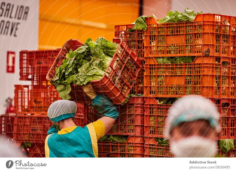 Landwirte bei der Arbeit an landwirtschaftlichen Anlagen Ackerbau Bauernhof Kunststoff Container Haufen frisch Salat Stapel Kasten Ernte Beruf Lebensmittel