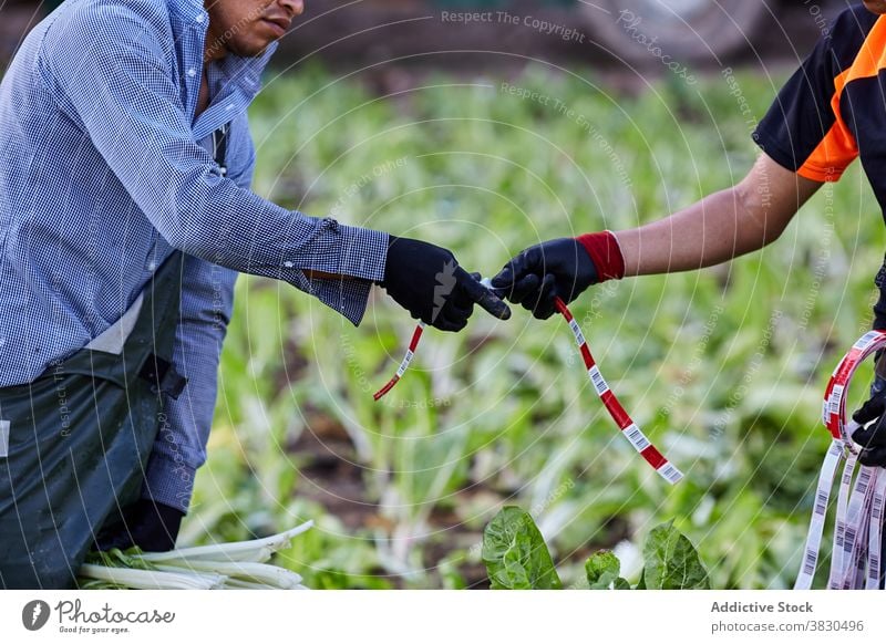 Ethnische männliche Bauern arbeiten auf der Plantage Ernte abholen Haufen Landwirt Männer Salat Arbeit Schonung Landschaft Bändchen ethnisch frisch Natur Saison