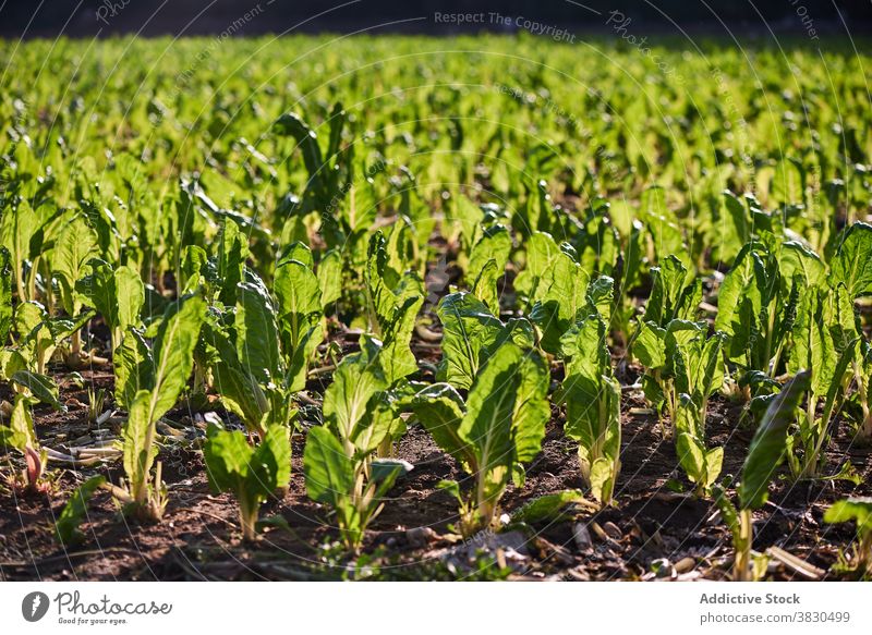 Grüner Salat wächst im Sommer auf der Plantage Feld grün Ackerbau Schonung Bauernhof Ernte Saison sonnig Wachstum kultivieren Natur Pflanze frisch Wiese wachsen