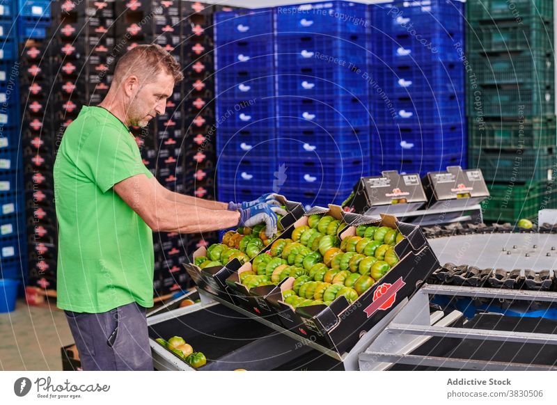 Mann arbeitet im Lebensmittelmarkt Tomate Markt Paket Arbeit Kasten Container Mitarbeiter grün Schachtel männlich Arbeiter Job Karton Beruf Dienst Rudel