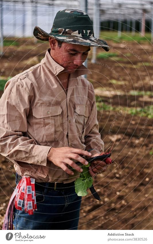 Männlicher Landwirt nutzt Smartphone im Gewächshaus Browsen Mann Pause Arbeit Bauernhof Rettich männlich ethnisch Gerät Internet benutzend Surfen online Mobile