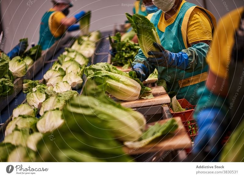 Menschen, die in einer landwirtschaftlichen Anlage arbeiten sortieren Gurt Pflanze Fabrik Ackerbau Gemüse Kohlgewächse Arbeit Arbeiter Napa-Kohl frisch Uniform