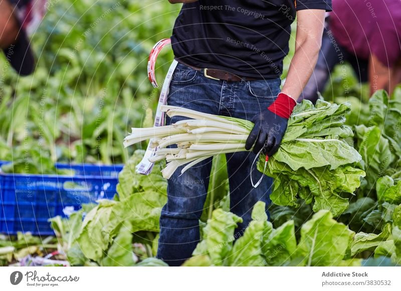 Ernte Mann erntet grünen Salat auf dem Bauernhof abholen pflücken Arbeiter Ackerbau reif Schonung männlich Landwirt Landschaft kultivieren organisch Wachstum