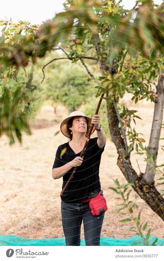 Gärtnerin mit Stock zum Schütteln des Mandelbaums Frau Baum Ernte Obstgarten klopfen schütteln Nut positiv Ackerland abholen kultivieren pflücken Gartenbau