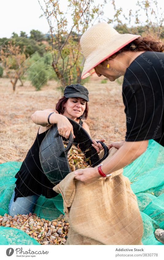Frauen pflücken Nüsse im Ackerland Nut Landwirt setzen Eimer Tasche ineinander greifen Landschaft abholen Garner Beruf Ineinandergreifen Netz Ernte Arbeit