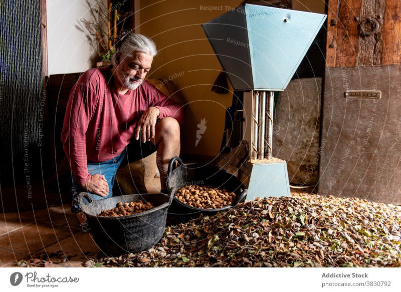 Älterer Mann mit Mandeln in der Hand Landwirt knien Handvoll Nut Eimer Haufen Panzer männlich Nussschale Stock ernst gealtert organisch frisch Vegetarier