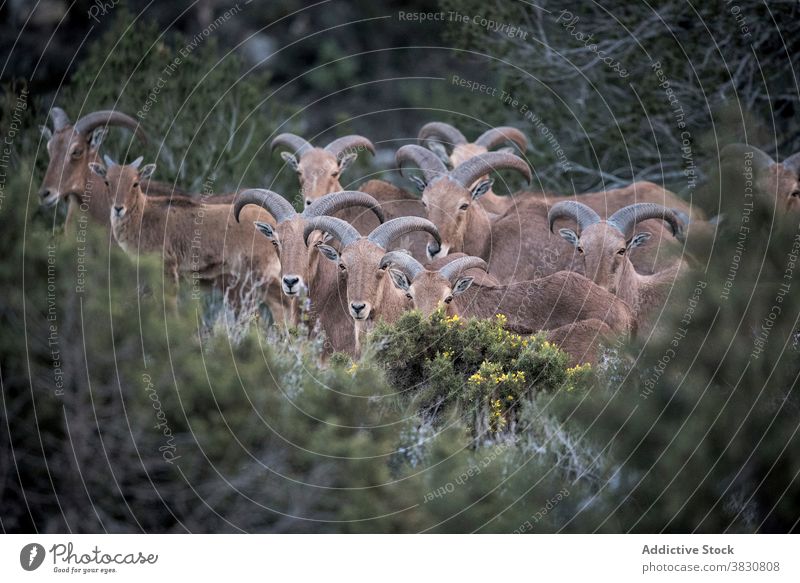 Herde von Berberschafen im Gebüsch Buchse Schwarm wild Ambitus weiden Weide malerisch Windstille Tier Natur Fell gekrümmt Hupe Haufen Säugetier Landschaft ruhig