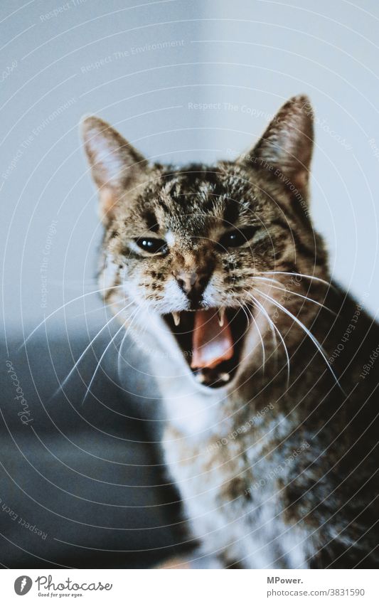agrocat Katze Ein Tier Fell fluffig Haustiere Maul agressiv Zähne zeigen Miau Rassekatze schön Porträt angriffslustig