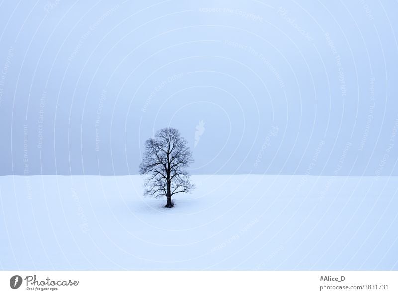 einsamer blattloser Baum in schneeweißer Landschaft abstrakt allein Hintergrund unverhüllt schön Schönheit schwarz blau Ast hell Weihnachten kalt Tag leer