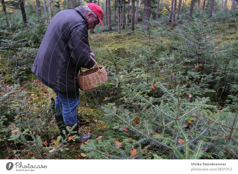 Senior ist zum Pilze sammeln im Wald unterwegs Mann Alter Mann Pilzsaison Korb Pilzsuche Unterholz Rotkäppchen