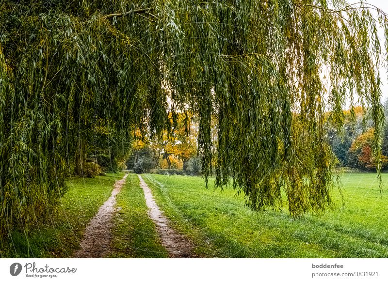 Feldweg mit zwei Fahrspuren am Stadtrand mit überhängenden Weidenästen am linken Rand eines frisch grünen Getreidefeldes, im Hintergrund herbstlich gefärbte Straßenbäume