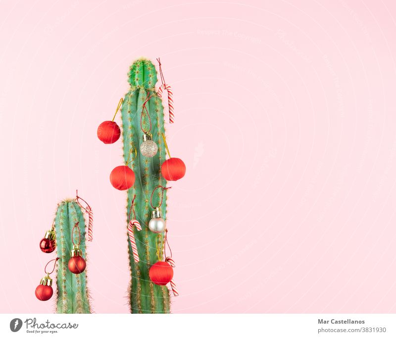 Kaktus mit Weihnachtskugeldekoration. Weihnachten Dekoration & Verzierung Bälle rosa Hintergrund Leerkopie wüst Feiertag Pflanze Ball grün Natur Postkarte rot
