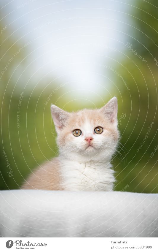 cremefarbenes Britisch-Kurzhaar-Kätzchen Portrait Katze Haustiere britische Kurzhaarkatze Ein Tier Rassekatze Katzenbaby katzenhaft fluffig Fell niedlich