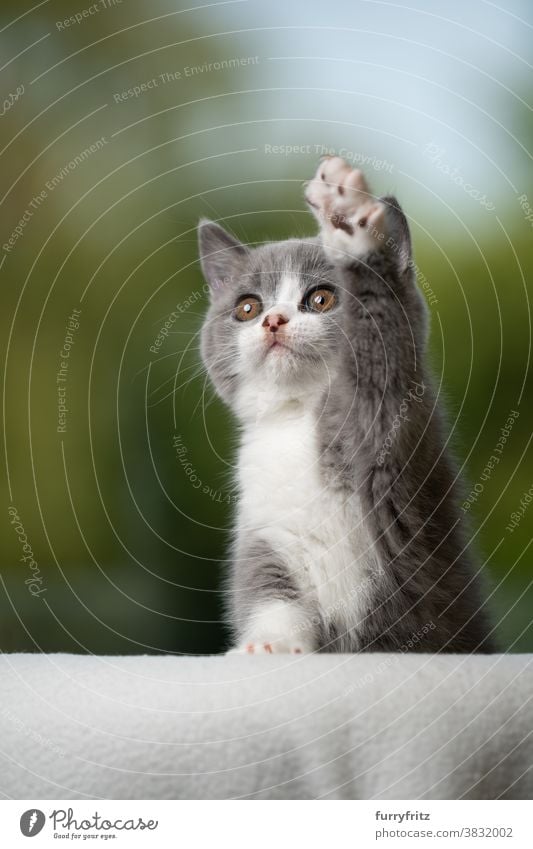 Niedliches Britisch Kurzhaar Kätzchen hebt die Pfote und schaut nach oben Katze Haustiere britische Kurzhaarkatze Ein Tier Rassekatze Katzenbaby katzenhaft