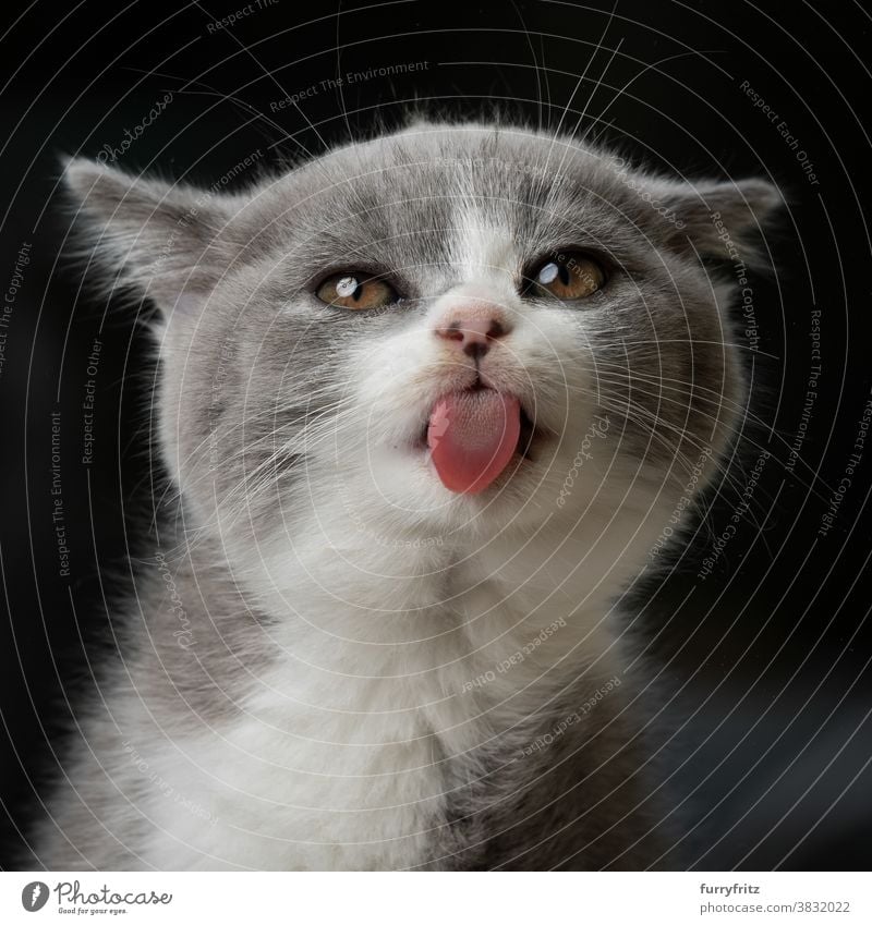 lustiges niedliches Kätzchen, das die Zunge herausstreckt Katze Haustiere britische Kurzhaarkatze Ein Tier Rassekatze Katzenbaby katzenhaft fluffig Fell