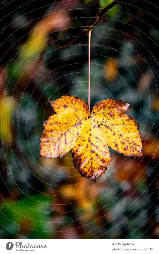 Ein einzelnes Blatt im Herbst in Niedersachsen Starke Tiefenschärfe Sonnenstrahlen Sonnenlicht Kontrast Schatten Tag Licht Textfreiraum unten Textfreiraum links